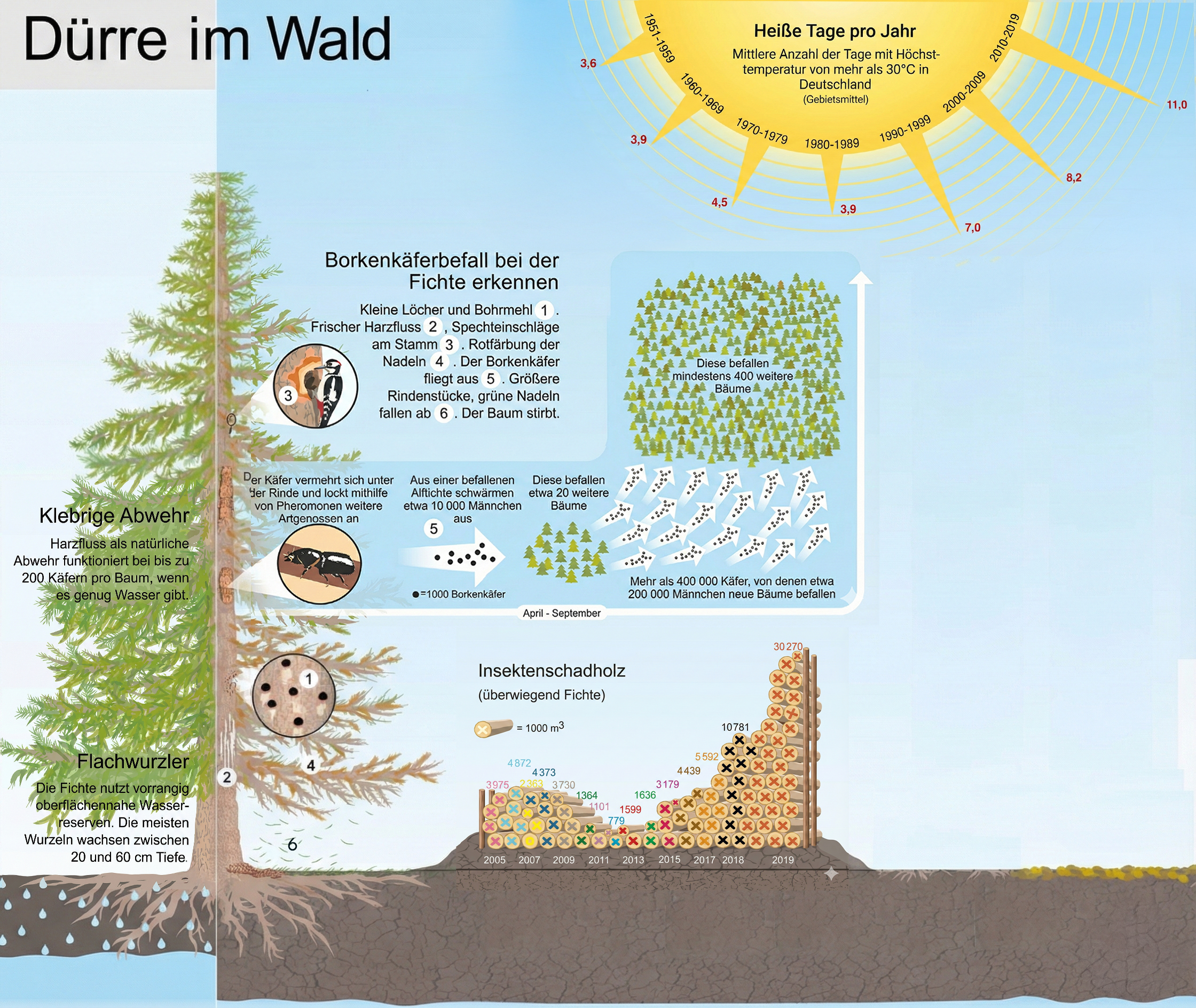 Infografik zum Thema „Dürre im Wald“ am Beispiel der Fichte. Die Grafik zeigt den Zusammenhang zwischen steigenden Hitzetagen in Deutschland (von 3,6 Tagen in den 1950ern auf 11 Tage nach 2010), dem Wassermangel bei Flachwurzlern und der daraus resultierenden Schwächung der natürlichen Harzabwehr gegen Borkenkäfer. Illustriert werden der Prozess des Käferbefalls, die exponentielle Vermehrung der Insekten und die drastisch angestiegene Menge an Insektenschadholz bis zum Jahr 2019.